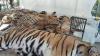 How did 72 tigers die in 2 weeks in a Thai tourist park?