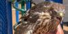 Los Angeles man sentenced for giving protected juvenile Hawk alcohol