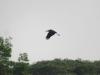 Rare Lesser Adjutant Resurfaces in Cambodia’s Anlong Pring A...