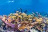 Fossil Clues Show Modern Coral Reef Food Webs Have Dramatically Compressed