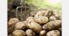 Agri-tech drives precision and efficiency in potato production