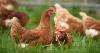Research points to insects as food alternative for organic poultry farms