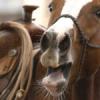 Scientists finally learn how horses produce a neigh