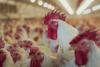 Argentina confirms new case of avian influenza