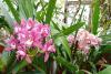Annual Exhibition of Orchids to Be Held at Botanical Garden of Bulgarian Academy of Sciences from February 28 to March 8