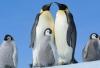 Emperor Penguins moult to survive, but scientists fear it may now be killing them