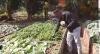Farmer blames Tobago’s food shortage on dependence on imports