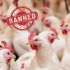 Saudi food and drug authority tightens poultry, egg import rules; 40 countries face full ban