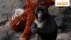 Google’s whimsical ‘Punch the Monkey’ animation charms Internet, 7.6 million likes and rising