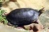 Conservation Success: Third Rare Royal Turtle Nest Discovered in Cambodia This Year
