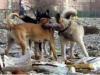 Two people arrested in Cairo over poisoning stray dogs