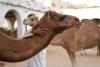20 camels disqualified from beauty pageant due to cosmetic procedures