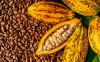 ‘It’s affecting cash flow’ — association president says Ghana’s cocoa buyers owe banks $750m
