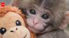 Google explodes with hearts! Meet Punch, the baby monkey taking the internet by storm and how you can join the fun