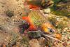Live stream highlights beauty of brook trout amid ecological pressures