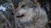Wolf numbers in Arizona, New Mexico approach threshold for downlisting