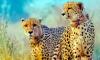 8 Cheetahs From Botswana to Reach Kuno on Saturday