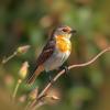 Agricultural Activity Driving Accelerated Bird Decline in Key Hotspots