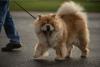Lazy Lifestyle? These Are the Top 10 Dog Breeds That Walk the Least