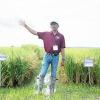 Texas A&M AgriLife Research projects to enhance rice yields, health benefits