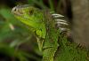 Green Iguanas Invaded Florida. Nature Fought Back