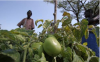 Africa losing native crops critical to food security, climate resilience