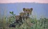 Project Cheetah gets Botswana boost as 8 feline guests to reach Kuno tomorrow