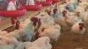 University of Arkansas expert talks USDA proposal to speed up chicken production lines