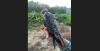 Amur falcons tagged in Manipur reach Africa; 3 birds tracked in Somalia, Zimbabwe & Botswana