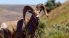Inside Ag: Idaho relocates 30 bighorn sheep to boost dwindling Owyhee herd