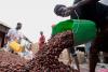 Exclusive-Ivory Coast to cut farmer cocoa price with earlier start of mid-crop, sources say