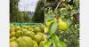 Argentina started the pear season with lower output but better quality