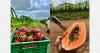 "From field to fork": Brazil's bid to supply papaya and pitahaya in Europe