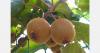Chile expects to export 170,000 tons of kiwifruit this season