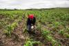 US$16.61 Million Commitment to Boost  African Food Security