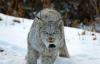 Lawsuit: USFS lynx amendment doesn’t follow best science