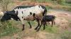 Burunga : the lump-stain disease and the foot-and-mouth disease decimate cattle herds