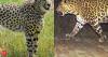 Nine cheetahs from Botswana boost India’s big-cat revival drive at Kuno