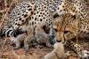 9 cheetahs from Botswana arrive at MP’s Kuno National Park, India’s count reaches 48