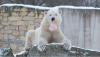 Fruit and blood ice cream on the menu as Tallinn Zoo polar bears celebrate special day