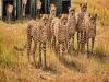 6 Females Among Nine Cheetahs Brought From Botswana; Focus On India-Born Cubs