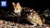 Survey shows successful reintroduction of eastern quolls to mainland Australia