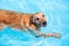 Hobby Lobby Is Keeping Pets Cool with This Swimming Pool