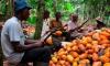Ivory Coast cocoa price reduction takes effect March 1
