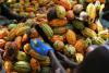Ivory Coast to bring forward its Cocoa Mid-Crop Season amid price slump