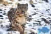 Snow Leopard Cubs Spotted in Almaty Nature Reserve