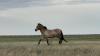 Kazakhstan Awaits First Wild-Born Przewalski’s Foals as New Horses Arrive in Summer