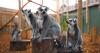Lemur troop settles into new Madagascar-themed habitat at Welsh Mountain Zoo