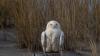 Woo! Science: Snowy owls are overexposed in photography craze 
