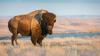 Bison charges into Nevada gold and silver country with $5.5m ASX IPO